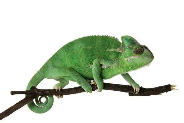 Chameleon ยวน กบนก นหล ขาว — ภาพถ่ายสต็อก