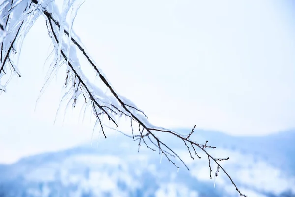 Ramas Árboles Cubiertas Hielo Primer Plano — Foto de Stock