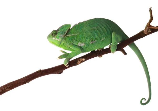 Caméléon Vert Mignon Sur Branche Sur Fond Blanc — Photo