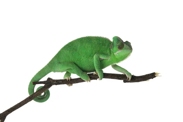 Cute Cameleon Verde Ramură Fundal Alb — Fotografie, imagine de stoc