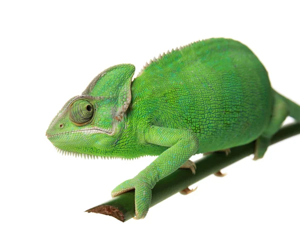 Caméléon Vert Mignon Sur Branche Sur Fond Blanc — Photo