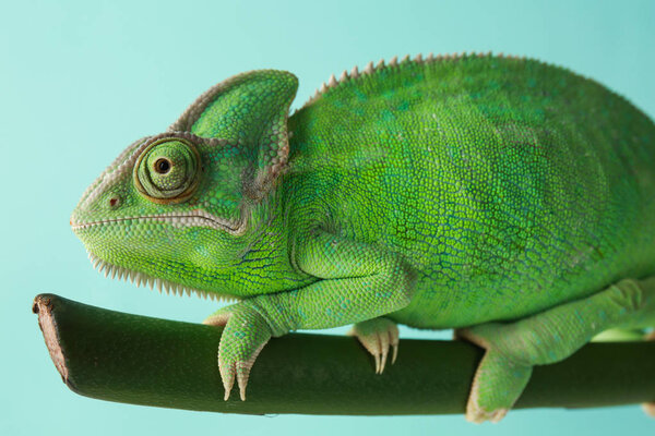 Cute green chameleon on branch against color background