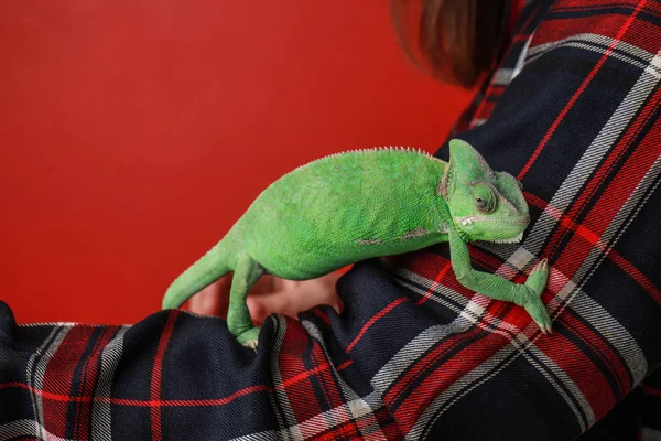 Cute Green Chameleon Female Arm Color Background — Stock Photo, Image