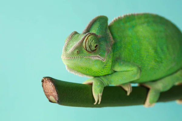 Симпатичний Зелений Хамелеон Гілці Кольоровому Фоні — стокове фото