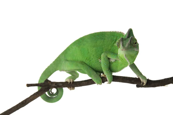 Leuke Groene Kameleon Tak Tegen Witte Achtergrond — Stockfoto