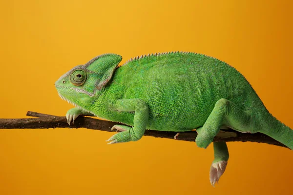 Niedliches Grünes Chamäleon Auf Zweig Vor Farbigem Hintergrund — Stockfoto