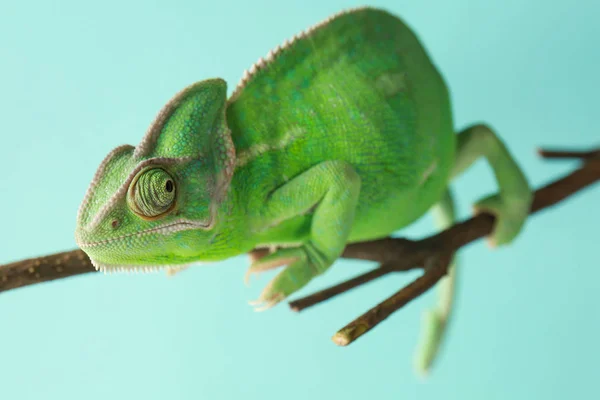 Chameleon ยวน กบนก นหล — ภาพถ่ายสต็อก