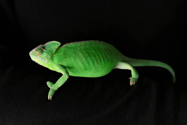 Caméléon Vert Mignon Sur Fond Sombre — Photo