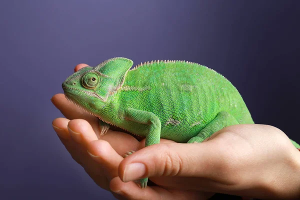 Žena Hospodářství Roztomilý Zelený Chameleon Barvy Pozadí — Stock fotografie
