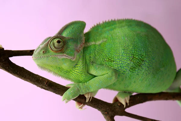 Roztomilý Zelený Chameleon Větvi Barva Pozadí — Stock fotografie