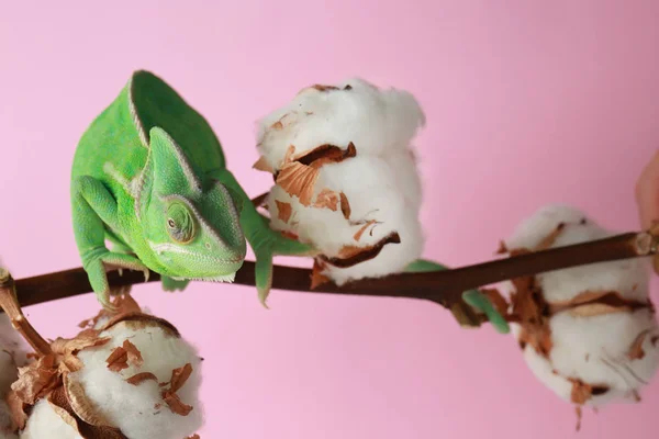 Cute Green Chameleon Cotton Branch Color Background — Stock Photo, Image