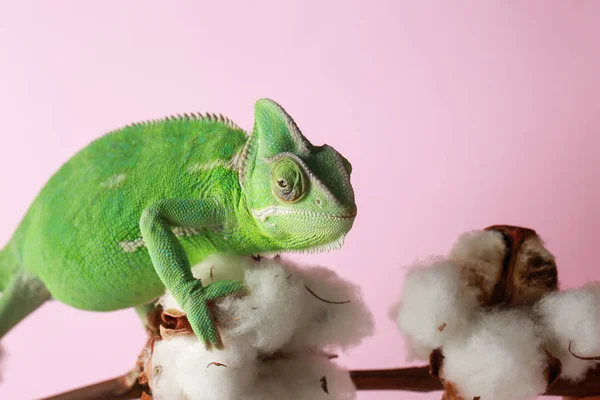 Carino Camaleonte Verde Ramo Cotone Sullo Sfondo Colore — Foto Stock