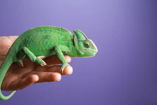 Chameleon ยวน นหล — ภาพถ่ายสต็อก