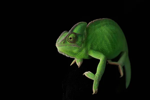 Cute Cameleon Verde Fundal Întunecat — Fotografie, imagine de stoc