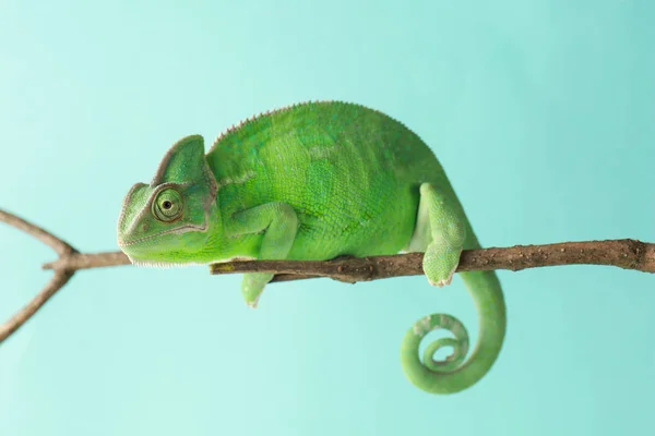 Söt Grön Kameleont Gren Mot Färg Bakgrunden — Stockfoto