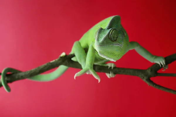 Caméléon Vert Mignon Sur Branche Sur Fond Couleur — Photo