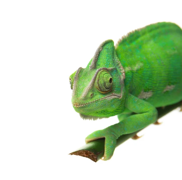 Niedliches Grünes Chamäleon Auf Zweig Vor Weißem Hintergrund — Stockfoto