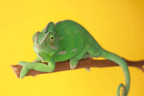 Roztomilý Zelený Chameleon Větvi Barva Pozadí — Stock fotografie