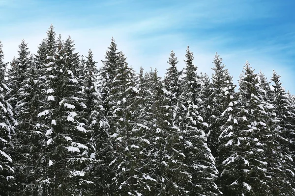 Coniferous forest at mountain resort on winter day