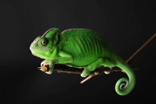 Roztomilý Zelený Chameleon Větvi Tmavém Pozadí — Stock fotografie