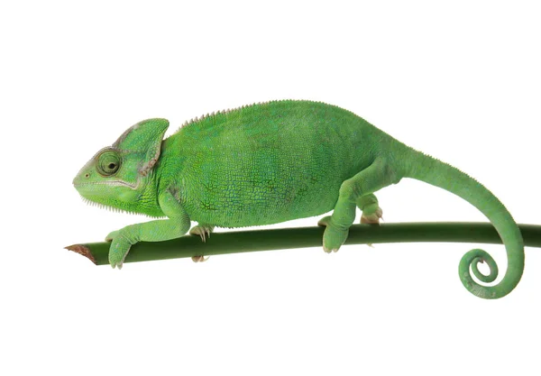 Roztomilý Zelený Chameleon Větvi Proti Bílým Pozadím — Stock fotografie