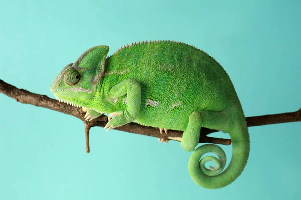 Niedliches Grünes Chamäleon Auf Zweig Vor Farbigem Hintergrund — Stockfoto