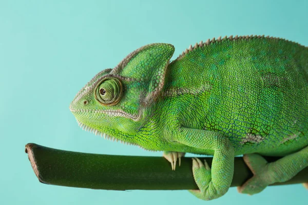 Симпатичный Зеленый Хамелеон Ветке Цветном Фоне — стоковое фото