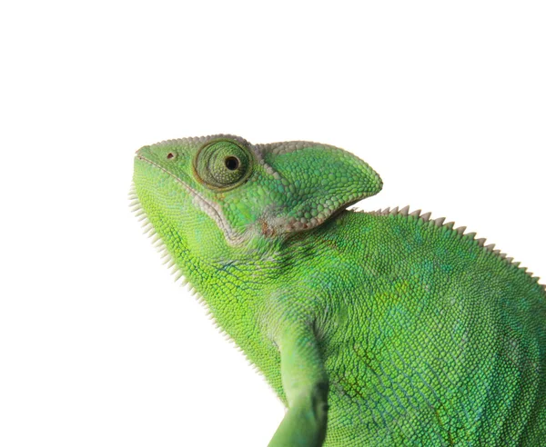 Cute Green Chameleon White Background — Stock Photo, Image