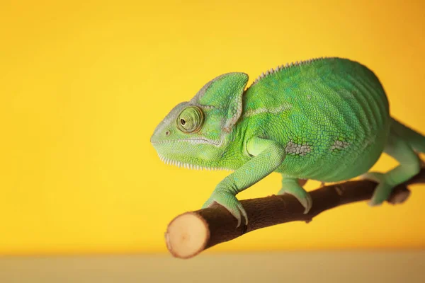 Roztomilý Zelený Chameleon Větvi Barva Pozadí — Stock fotografie