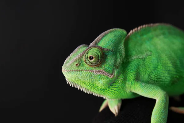 Roztomilý Zelený Chameleon Tmavém Pozadí — Stock fotografie