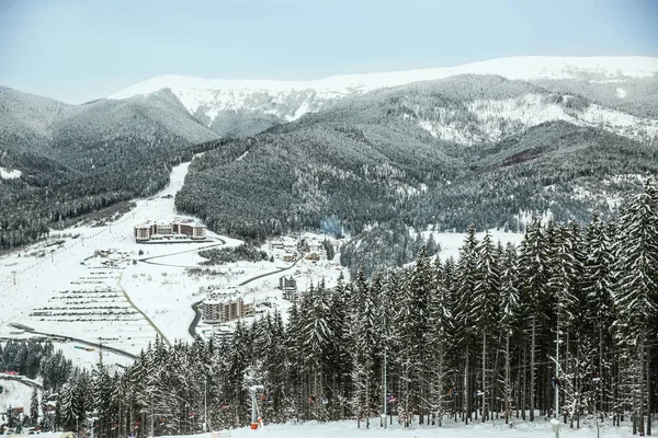 Хвойні Ліси Гірському Курорті Зимовий День — стокове фото