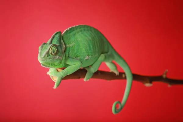 Roztomilý Zelený Chameleon Větvi Barva Pozadí — Stock fotografie