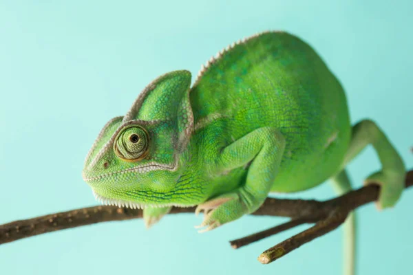 Cute Green Chameleon Branch Color Background — Stock Photo, Image