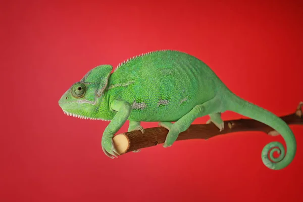 Cute Green Chameleon Branch Color Background — Stock Photo, Image