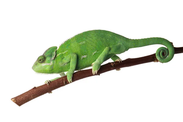 Ładny Zielony Kameleon Oddział Białym Tle — Zdjęcie stockowe