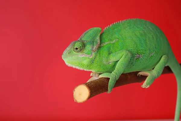 Camaleão Verde Bonito Ramo Contra Fundo Cor — Fotografia de Stock