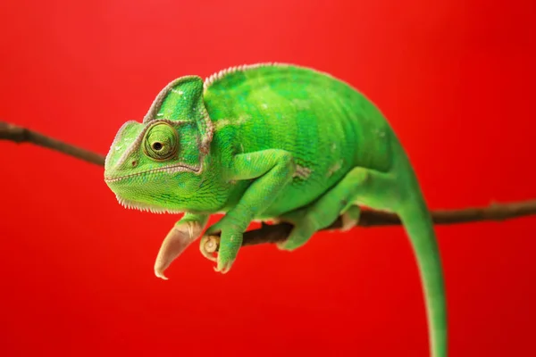 Camaleão Verde Bonito Ramo Contra Fundo Cor — Fotografia de Stock