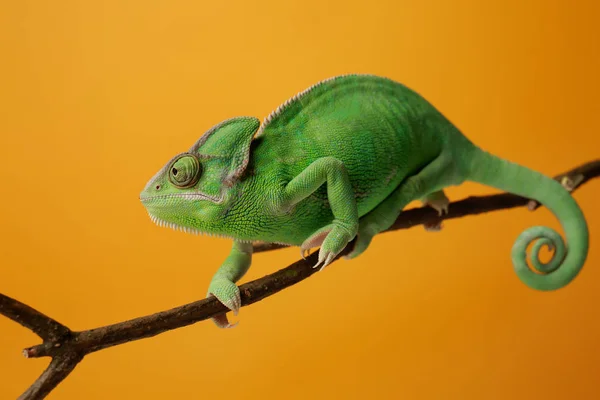 Camaleão Verde Bonito Ramo Contra Fundo Cor — Fotografia de Stock