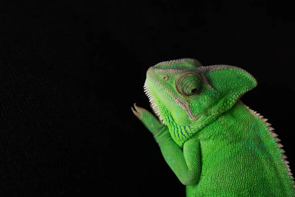 Ładny Zielony Kameleon Ciemnym Tle — Zdjęcie stockowe