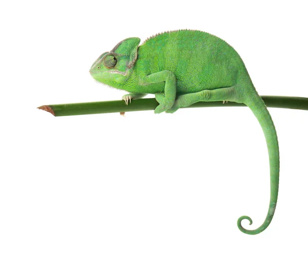 Chameleon ยวน กบนก นหล ขาว — ภาพถ่ายสต็อก