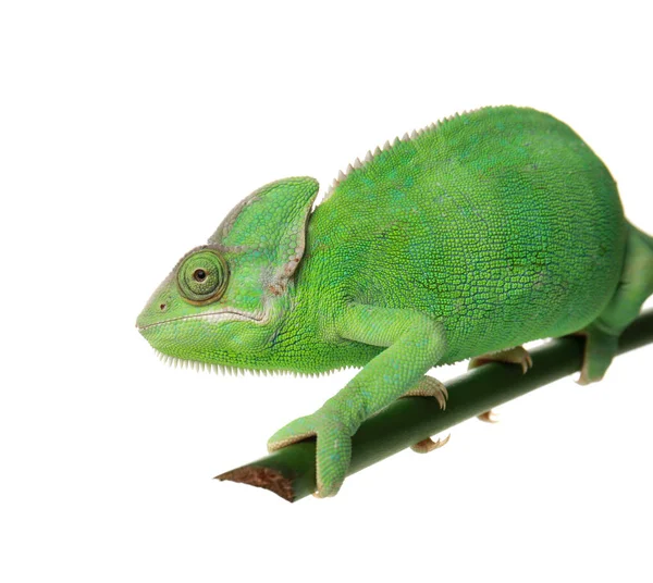 Ładny Zielony Kameleon Oddział Białym Tle — Zdjęcie stockowe