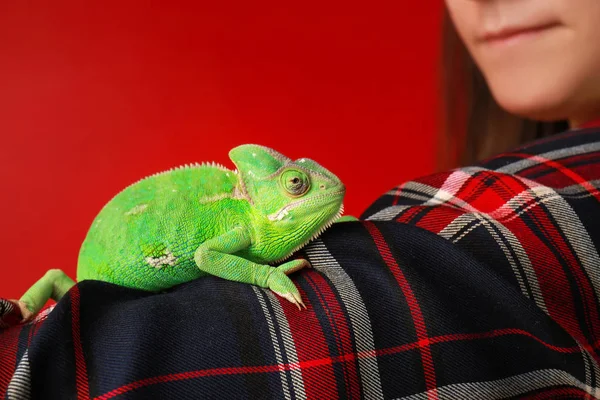 Chameleon ยวน กบนแขนของผ นหล — ภาพถ่ายสต็อก