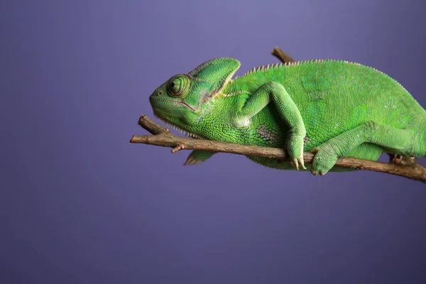 Roztomilý Zelený Chameleon Větvi Barva Pozadí — Stock fotografie