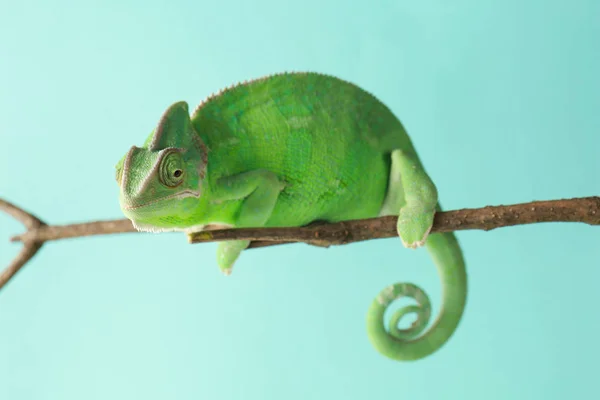Cute Green Chameleon Branch Color Background — Stock Photo, Image
