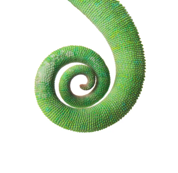 Хвост Зеленого Хамелеона Белом Фоне — стоковое фото