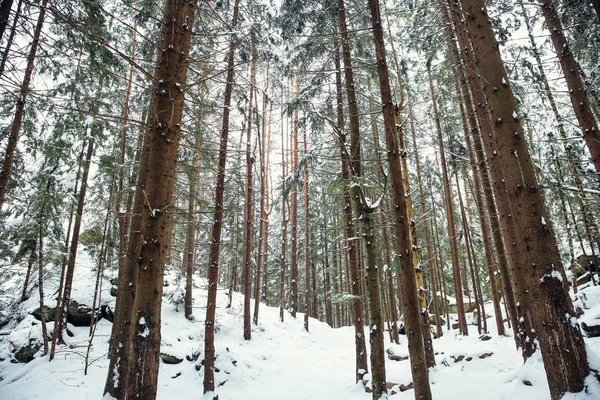 Coniferous forest at mountain resort on winter day