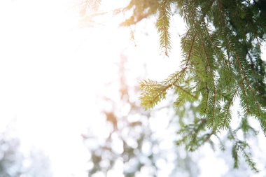 İğne yapraklı ağaç dalı kış gününde