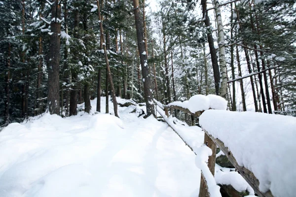 冬の日のマウンテン リゾートの針葉樹林 — ストック写真