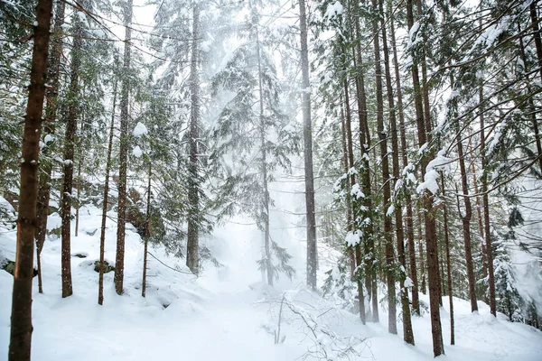 Kış günü mountain Resort'ta iğne yapraklı orman