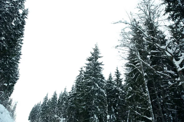 Coniferous forest at mountain resort on winter day